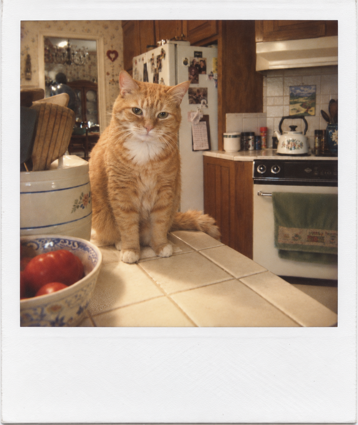 An orange cat polaroid photo